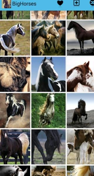 BigHorses - Preview 6