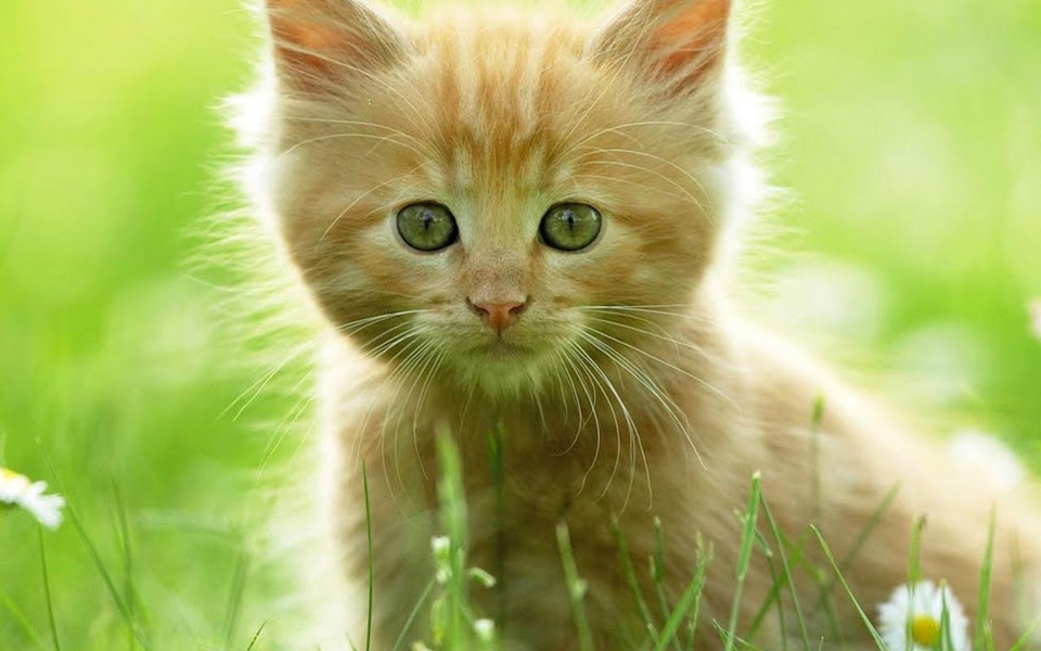 Cat Live Wallpaper - Preview 1