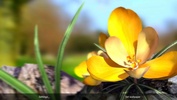 Nature Live: The Spring 3D screenshot 4