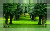 Tree Backgrounds screenshot 4