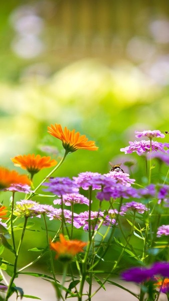 Garden Live Wallpaper - Preview 4