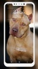 Pitbull Wallpaper screenshot 8