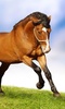 Horses Live Wallpaper screenshot 5