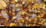 Autumn leaves 3D LWP screenshot 2