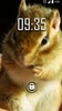 Chipmunk Live Wallpaper screenshot 5