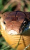 king cobra snake lwp screenshot 2