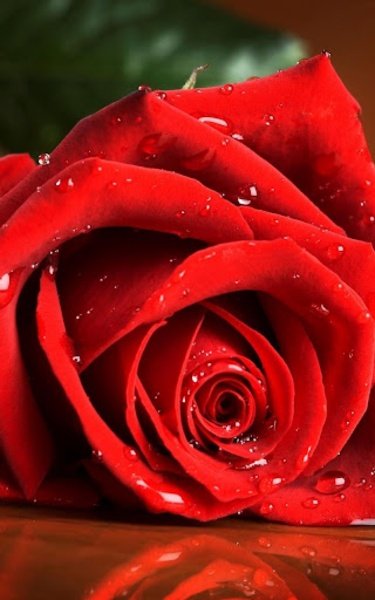 Red Rose Live Wallpaper - Preview 5