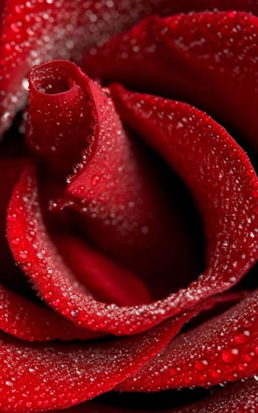Red Rose Live Wallpaper - Preview 7