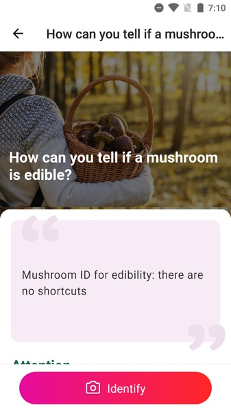 Picture Mushroom - Preview 2