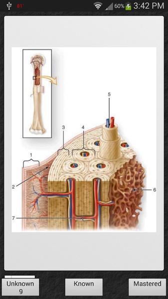 Histology - Preview 8