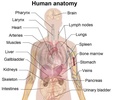 Anatomy Atlas screenshot 3