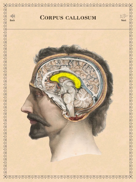 Classic Anatomy - Preview 9
