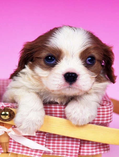 Puppy Wallpaper - Preview 4