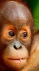 Monkey Live Wallpaper screenshot 5