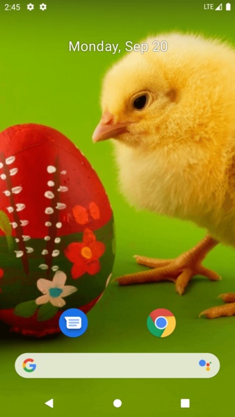 Chick Wallpaper - Preview 6