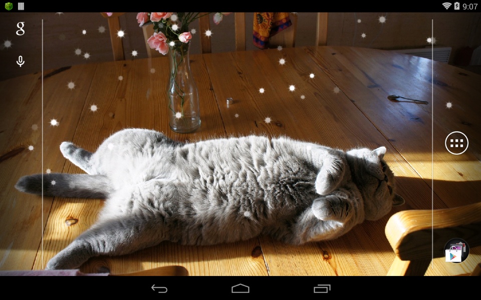 British Shorthair - Preview 5