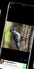 woodpecker wallpaper screenshot 3