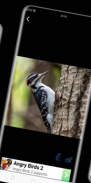 woodpecker wallpaper - Preview 3