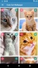 Cute Cat Wallpaper screenshot 14