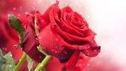 Red Rose Live Wallpaper screenshot 2