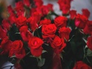 Flores y Rosas Rojas imágenes screenshot 5