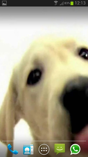 Dog Screen Cleaner LWP Free - Preview 3