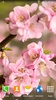 Blooming Trees Live Wallpaper screenshot 6