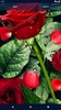 3D Red Rose Live Wallpaper screenshot 1