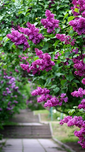 Garden Live Wallpaper - Preview 6
