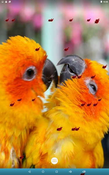 Love Birds Live Wallpaper - Preview 7