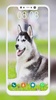 Husky Dog Wallpaper screenshot 4
