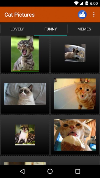 Cat Pictures - Preview 2