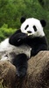 Panda Live Wallpaper screenshot 7