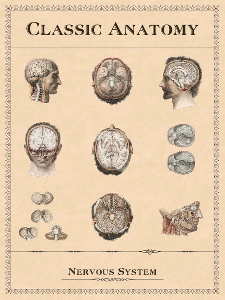 Classic Anatomy - Preview 12