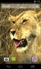 Animals of Africa Video LWP screenshot 5