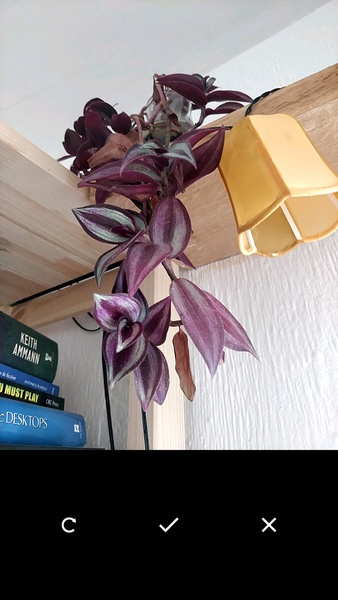 PlantIn: Plant Identification - Preview 2