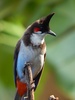 Red-whiskered bulbul Sounds screenshot 4