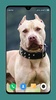 Pitbull Dog Wallpaper 4K screenshot 15