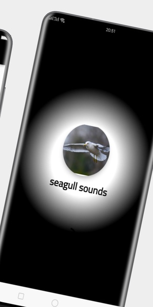 seagull sounds - Preview 2