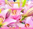 Pink Lilies Theme screenshot 5