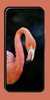 Flamingo Wallpaper screenshot 4