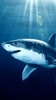 Shark Live Wallpaper screenshot 7