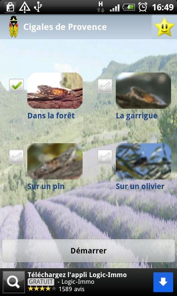 Provence Cicadas - Preview 2