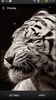 Tigers Live Wallpaper screenshot 1