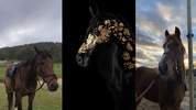 Horse Wallpapers screenshot 9