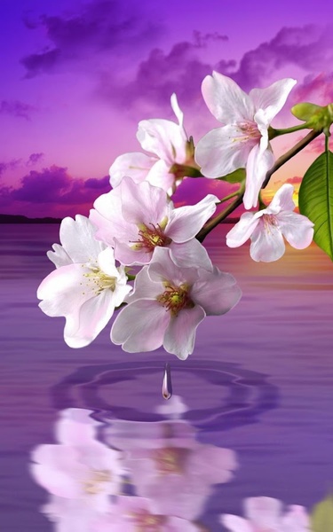 Water Drop. Flowers and Leaves. - Preview 9
