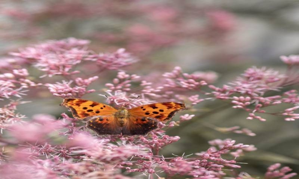 Animal pictures more than 400 pictures 4k - Preview 1