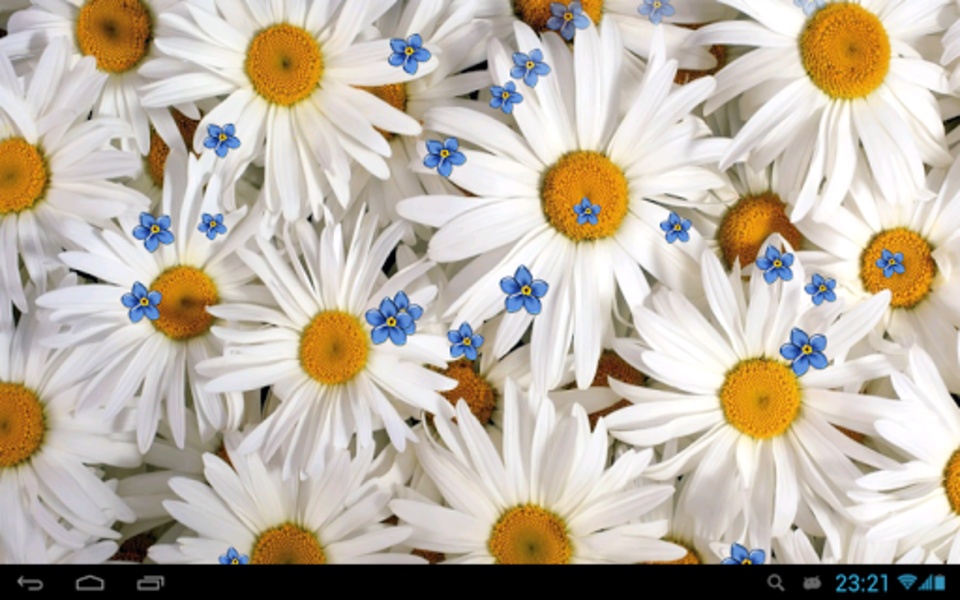 Camomiles wallpaper HD - Preview 5