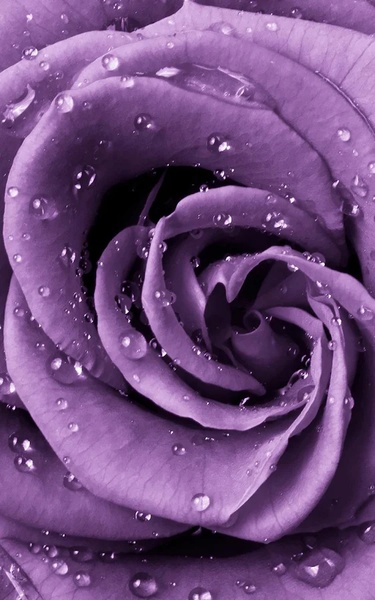 Macro Rose Live Wallpaper - Preview 7