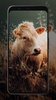 Cow Wallpapers screenshot 4